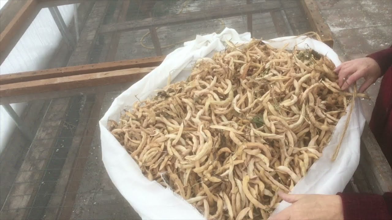 How to harvest dry beans-- and shell them fast and easy!