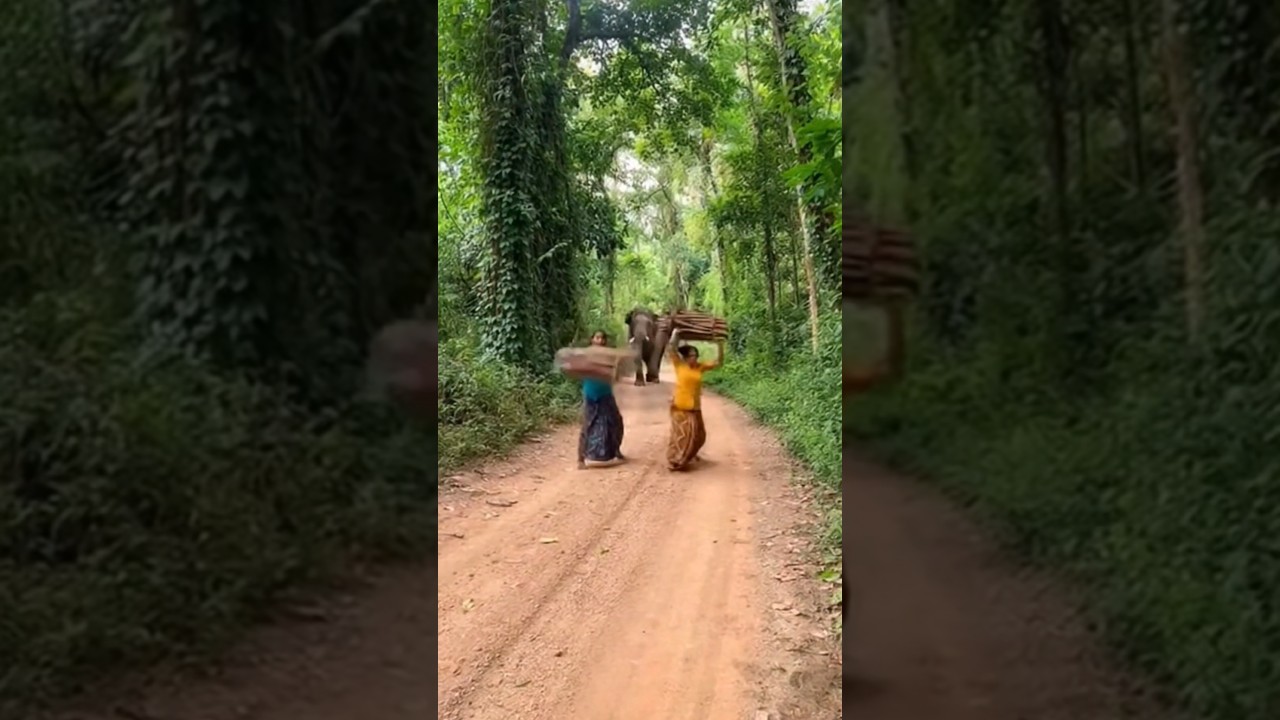 Jungle CCTV Footage: Firewood Carrying Women Attacked by Wild Elephant 😱