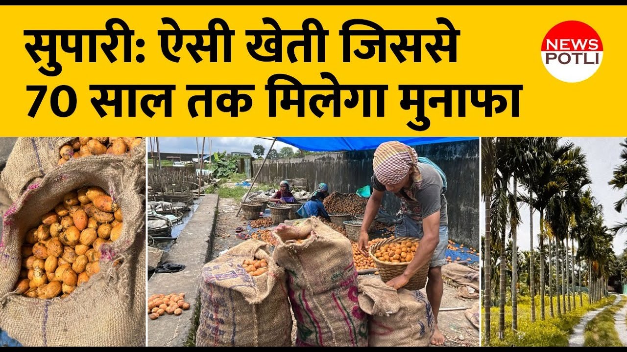 सुपारी की खेती से 70 साल तक मुनाफा || ARECA NUT FARMING / Betel Nut Cultivation || Supari ki kheti
