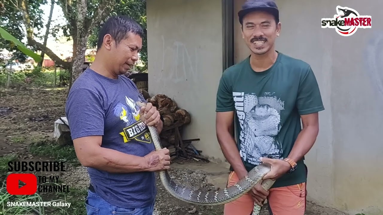 TANGKAP ULAR TIKUS TERBESAR || BERSAMA FAUZI ULAR KELATE
