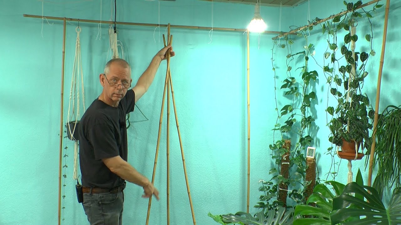Arbeiten im Zimmer mit Pflanzen. Bambus zum Klettern und Ranken anbringen. Der Garten im Zimmer