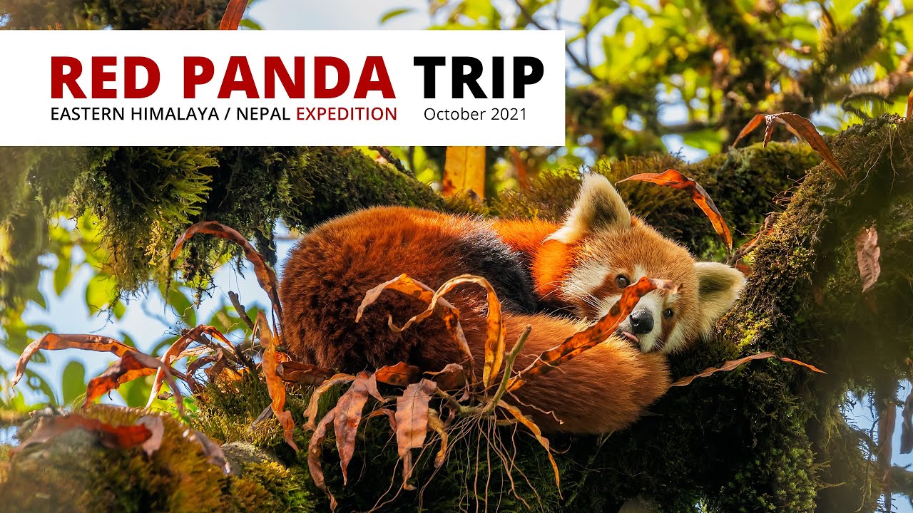 Lukas Zeman: Expedition Red Panda / Nepal (October 2021)