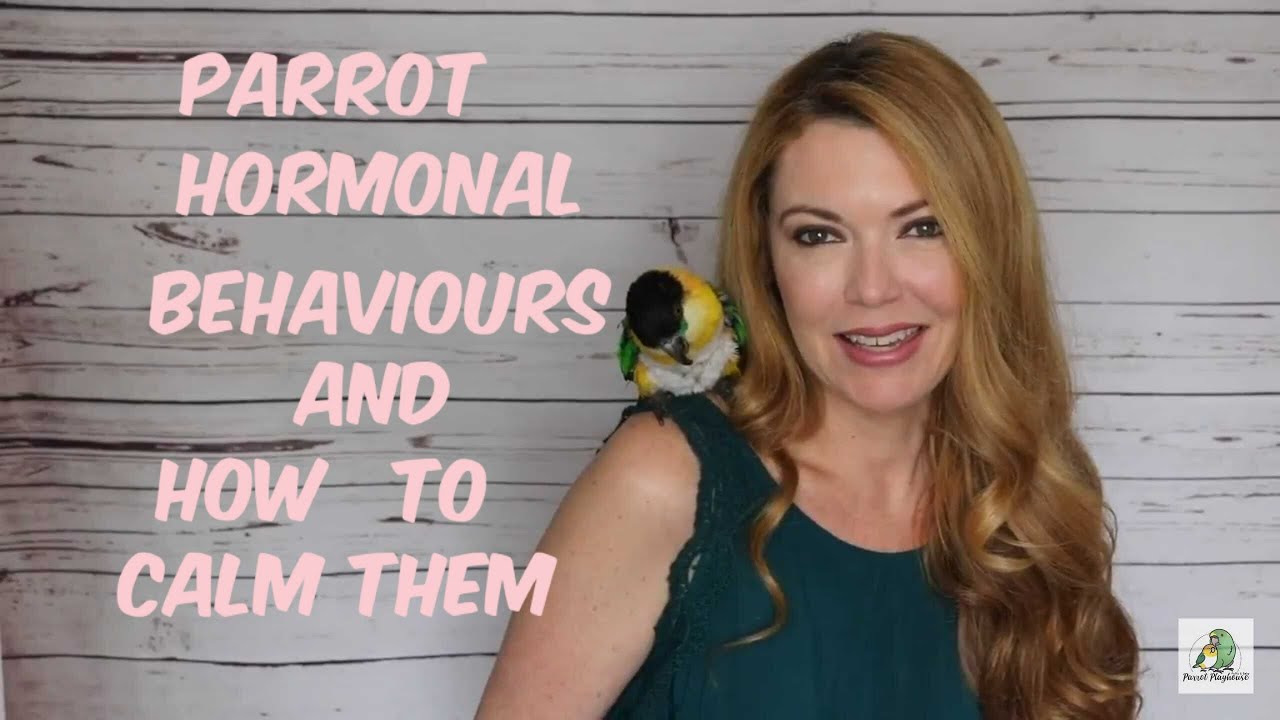 Гормональное поведение попугаев и как их успокоить🐦