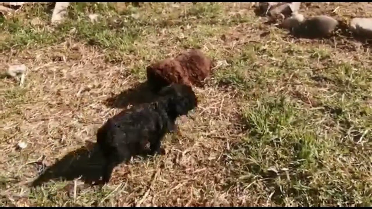 Perro de agua español de Benamaina - Camada S4 con 7 semanas