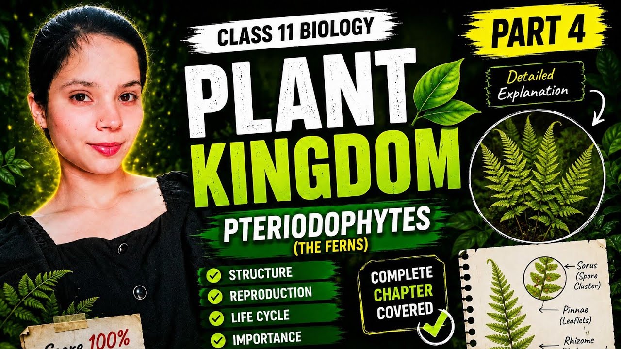 Plant kingdom 11 Biology Ncert line by line part 4