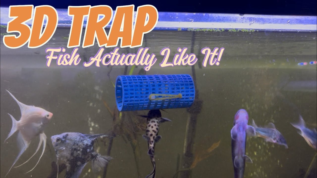 Aquarium Fish React To Trap! #fish #aquarium #fishtrap #catfish #pnw #viral #angelfish #loach #cory 