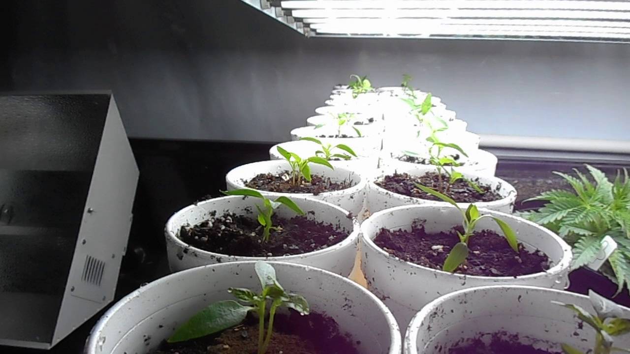 Aquaponic Cannabis Grow Lab Episode 3
