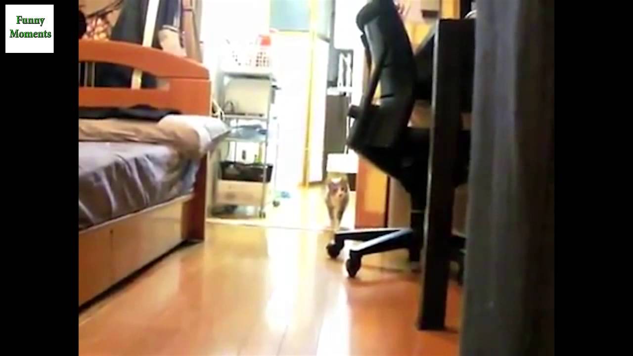 Funny Stalking Cat Video Compilation 2014 [HD]