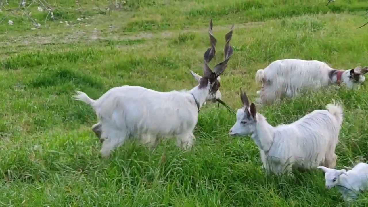 CAPRA GIRGENTANA GOAT FLOCK SICÀNI ENZO MULÈ GLOTTOLOGO DI SANSCRITO ENRICO CALTAGIRONE  SICILIA