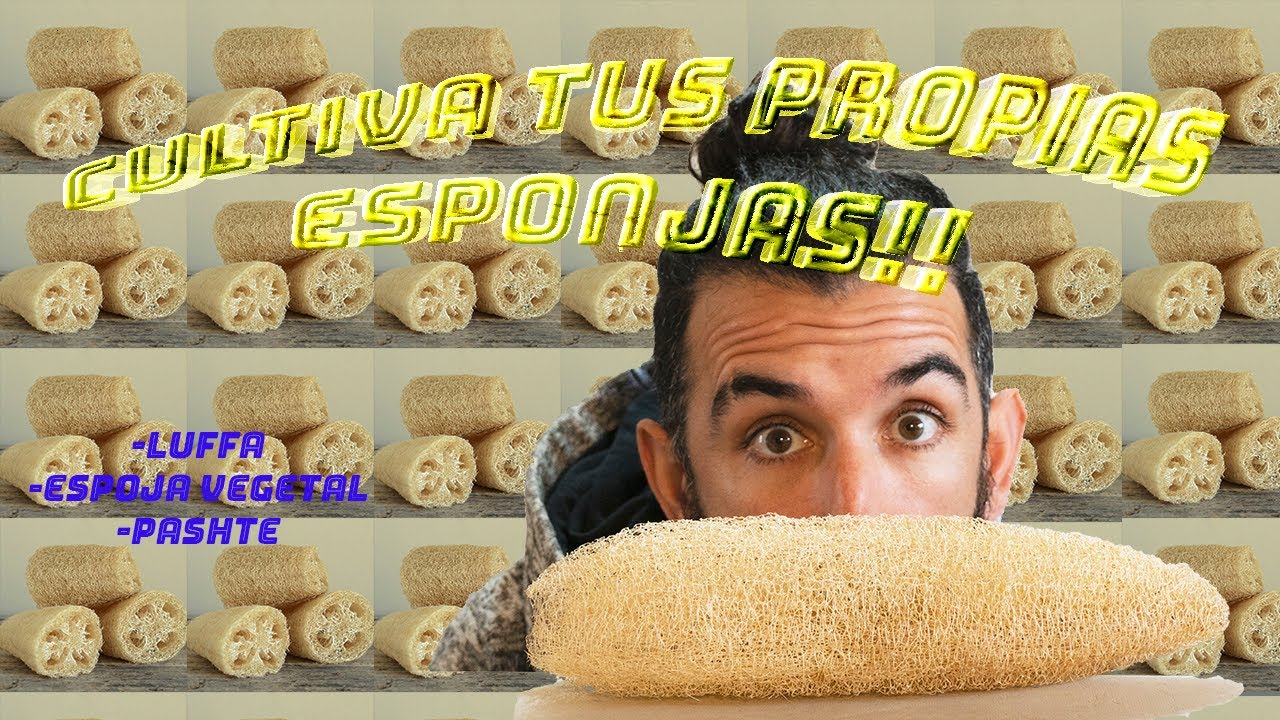 ESPONJA VEGETAL: NO MÁS PLÁSTICO!!  El MEJOR método para cultivar LUFFA.