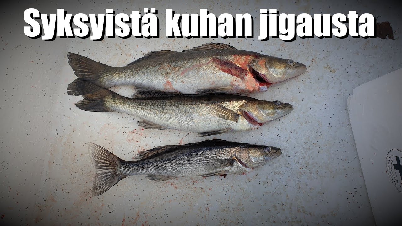 Kuhan jigausta syksyllä omatekoisilla jigeillä