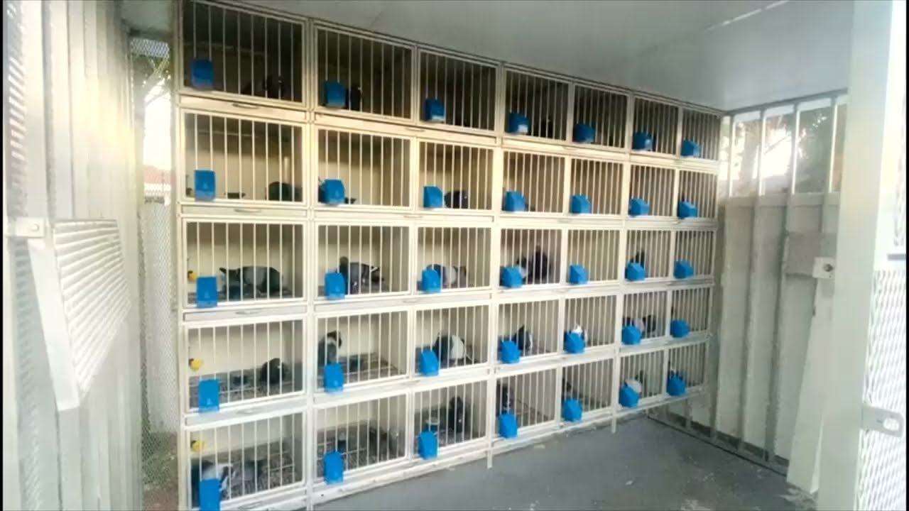 Reproductores del Dealer 2022