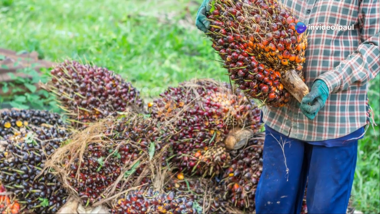 Oportunidad de Inversi&oacute;n en Per&uacute;: Palma aceitera