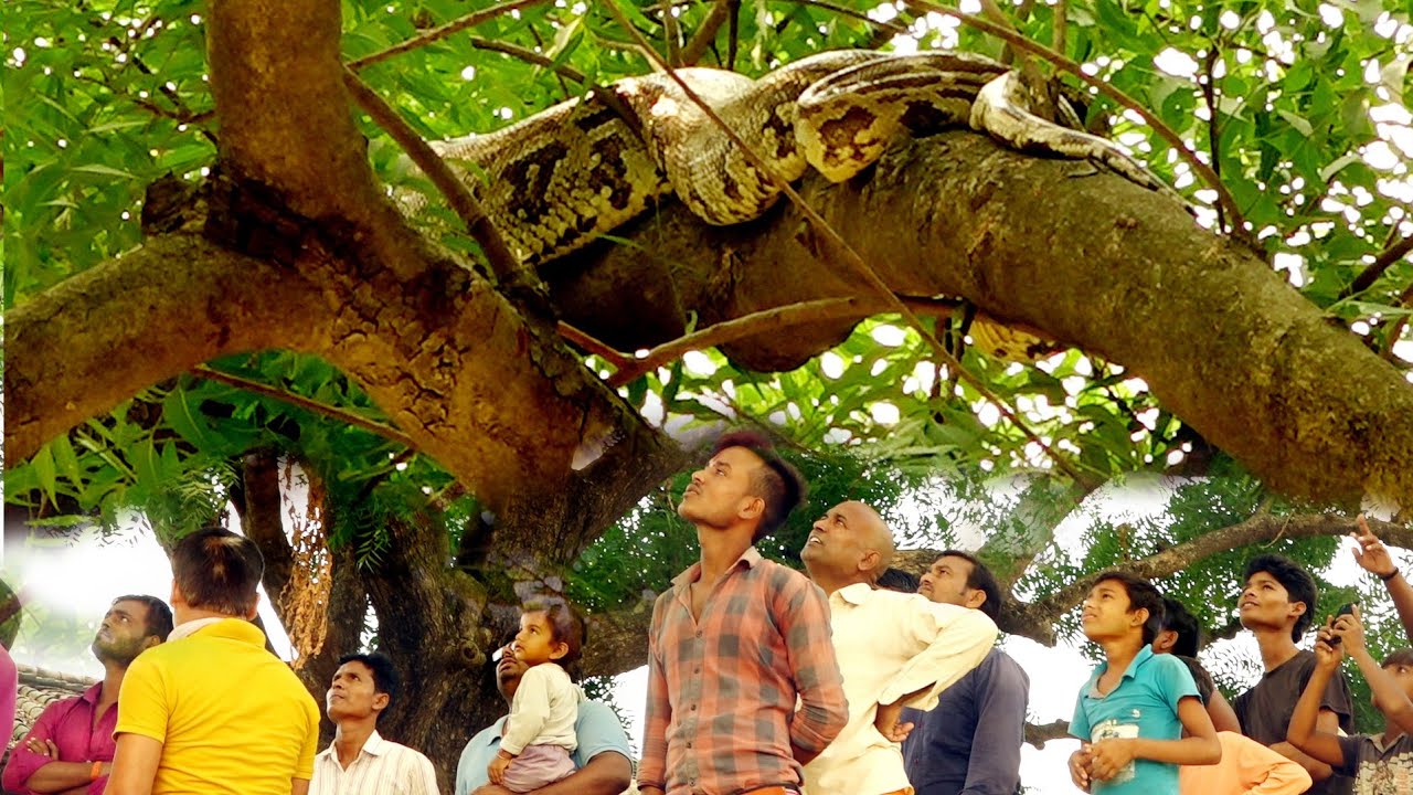 जब पेड़ पर चढ़ा भारतीय अजगर सांप जिसे देखकर गांव वालों ने क्या किया और कैसे पकड़ा गया। 🤔😱 Big Snake