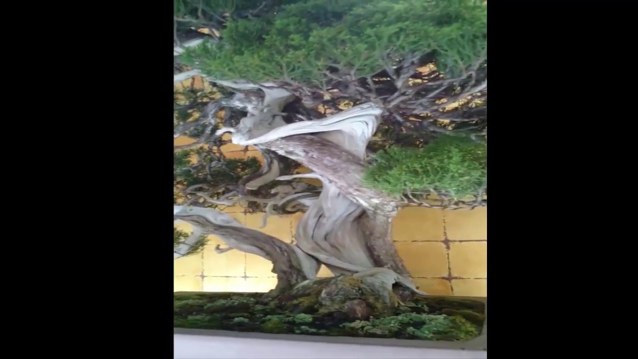 bonsai nhat ban the world bonsai convention in japan NHUNG CAY VAI TRIEU USD