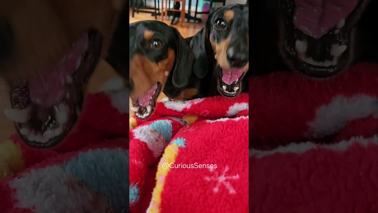 Little Hypnotizers Always Wins Over da Last Bites🤣 #minidachshund #doxie #funnydogsvideo