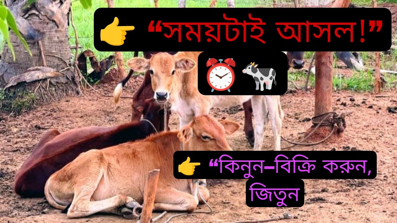 বাছুরের খামার থেকে কিভাবে লাভ করবেন? 🐄সময় বুঝে গরু কিনুন–বিক্রি করুন | খামারে জেতার আসল কৌশল