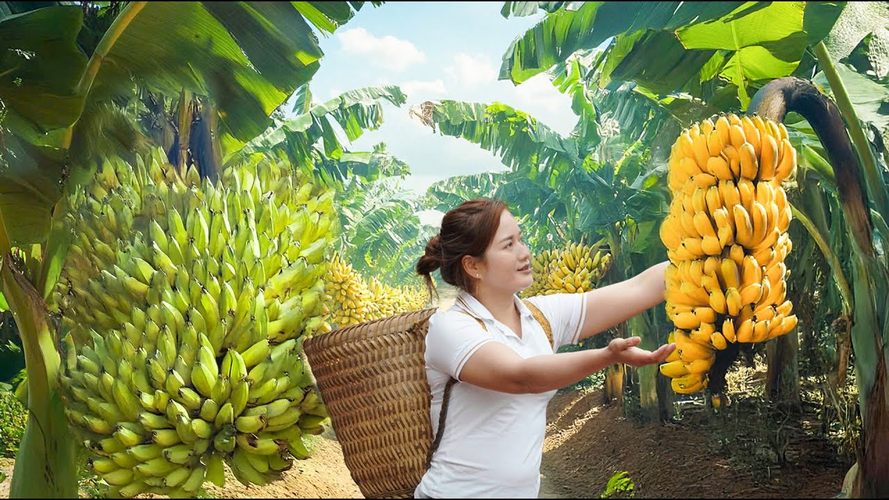 Harvesting Banana Goes To Market Sell – Lisa harvesting 686 | Farm Life