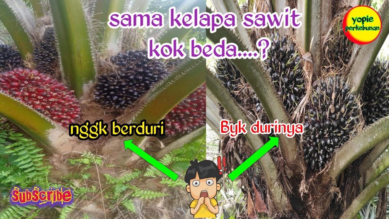 kenapa kelapa sawit buah durinya banyak dan panjang
