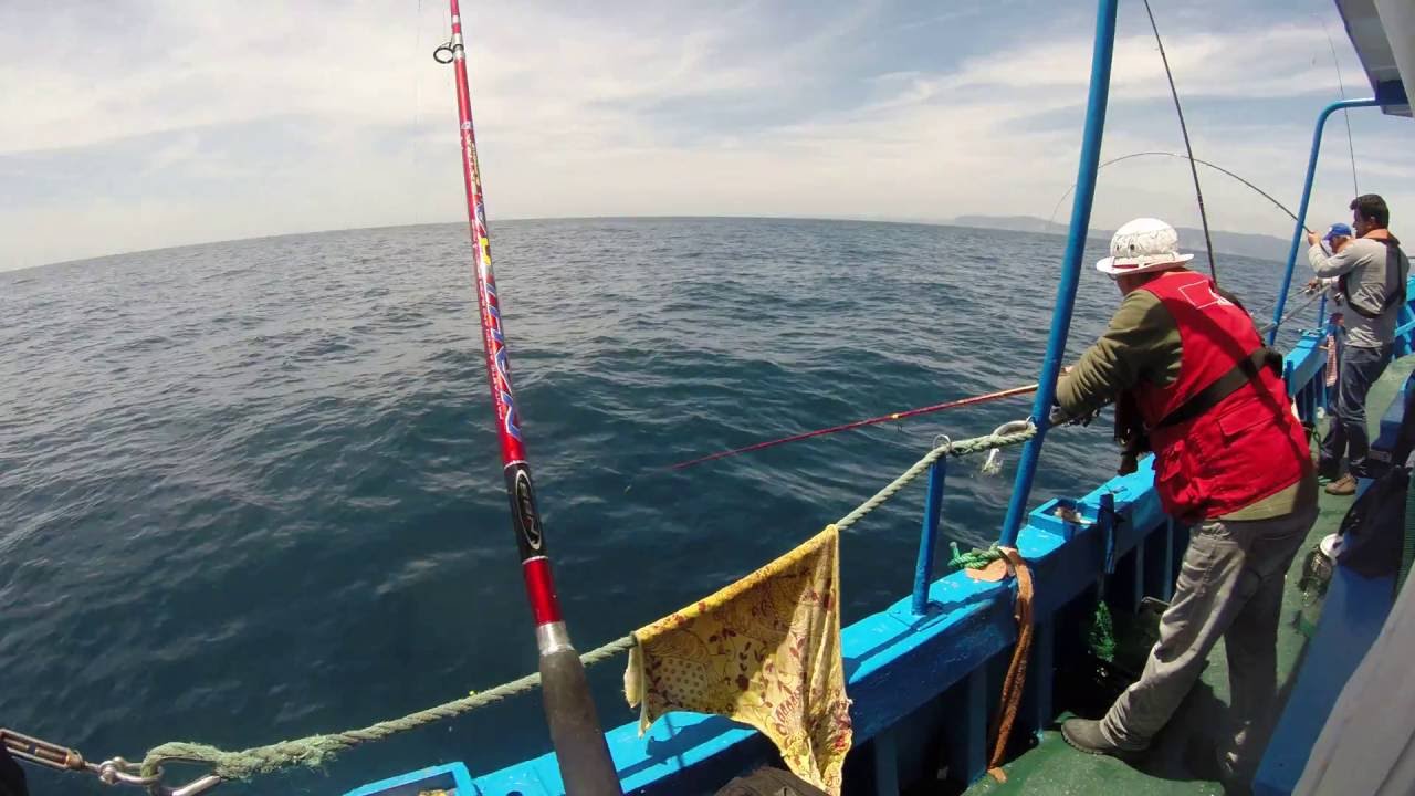 Pesca embarcada COMPORTA sempre a tirar 10-06-2016 (vídeo7)