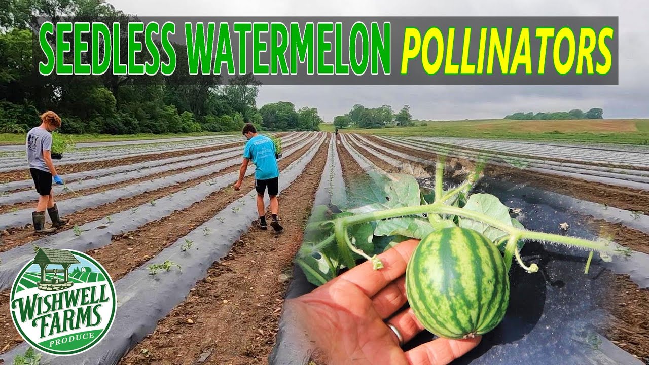 HOW WE PLANT SEEDLESS WATERMELON POLLINATORS