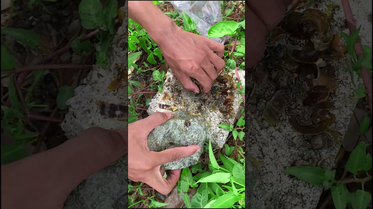 Turtle food  #turtlefood  #food  #wildlife