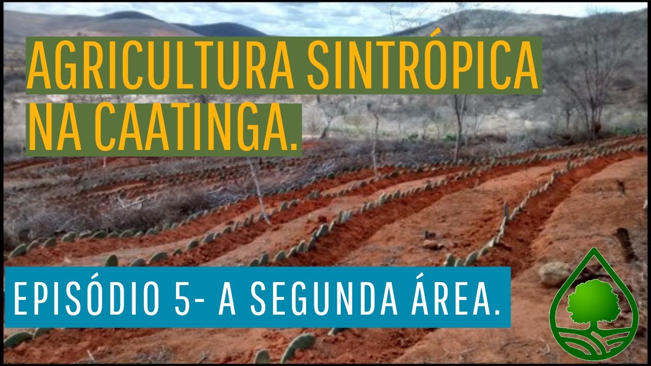 Agricultura sintrópica na Caatinga. Episódio 5 - A segunda área.