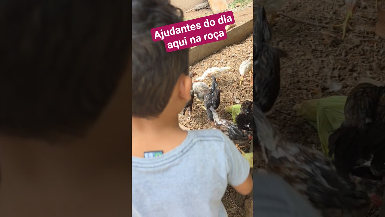 #ajudantesnaroca#rotinanaroca #galinhacaipira#galinheiro