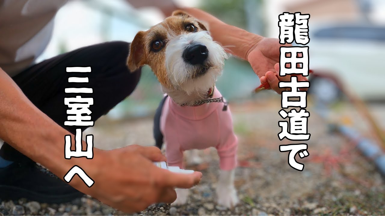 三ヶ月ぶりにリハビリ登山しました【龍田古道～三室山】