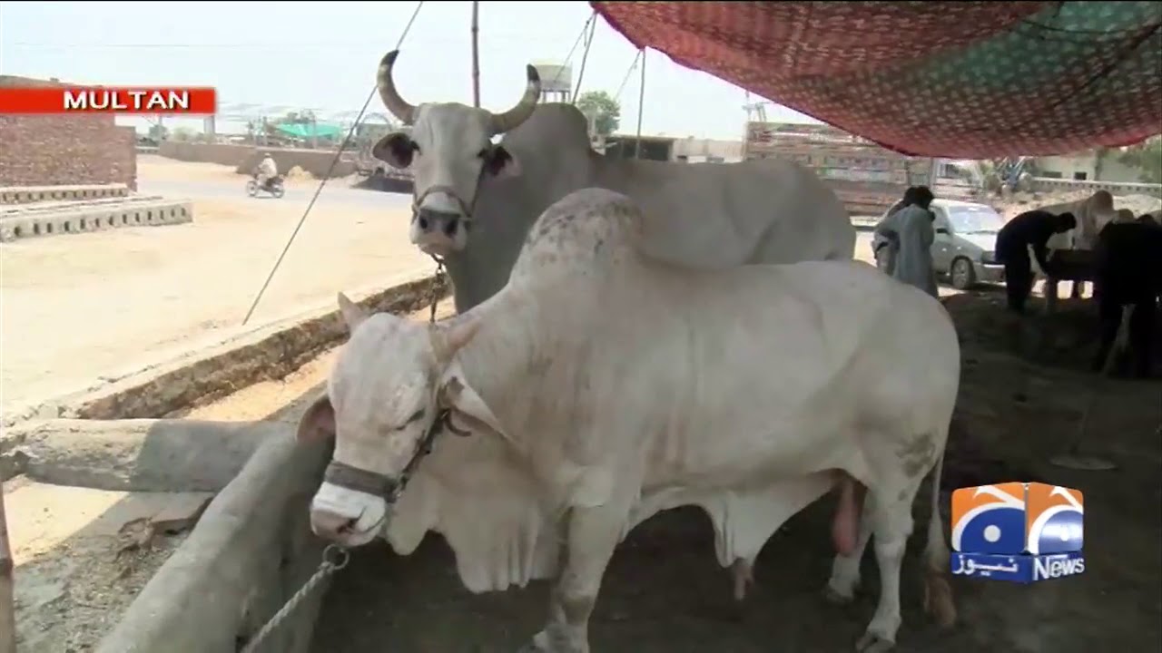 Multan mein Maweshi Mandi Awam ka rash