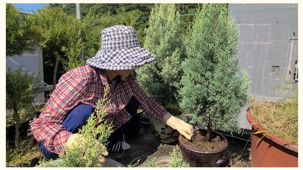 잡초 가득한 옥상 텃밭을 정리하니 옥상 정원이 되었어요 [쑥이네옥상. rooftop farm of Korea]