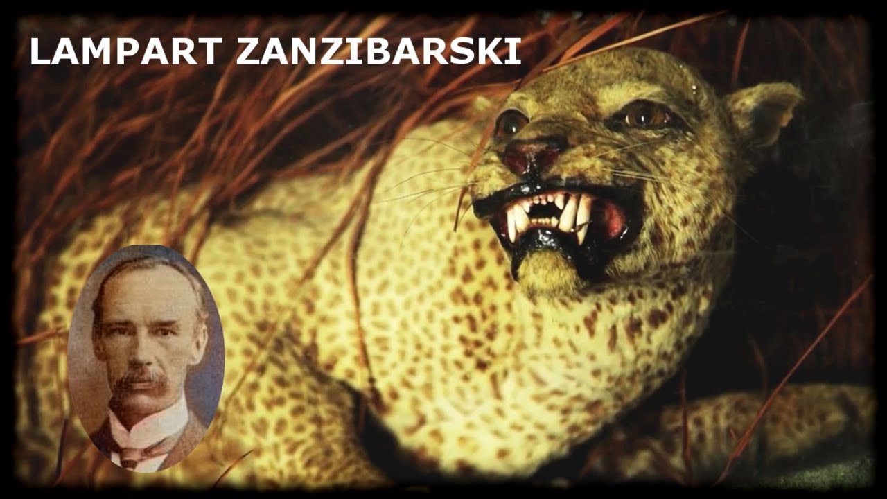 121# Kryptozoologia - Lampart Zanzibarski