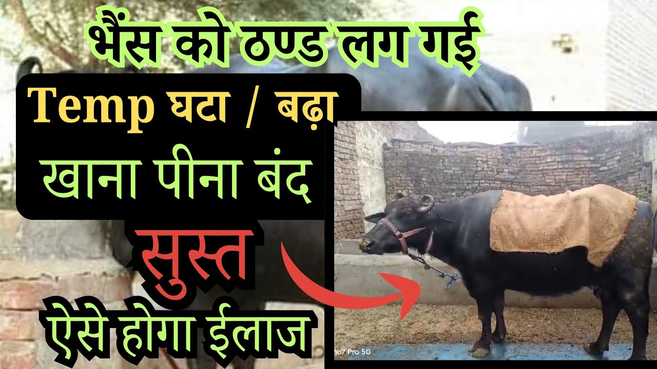 भैंस को ठण्ड लग गई Temp घटा / बढ़ा खाना पीना बंद ऐसे होगा ईलाज 👉🏻Bhains ko Sardi lag Jaye to Kya Kare