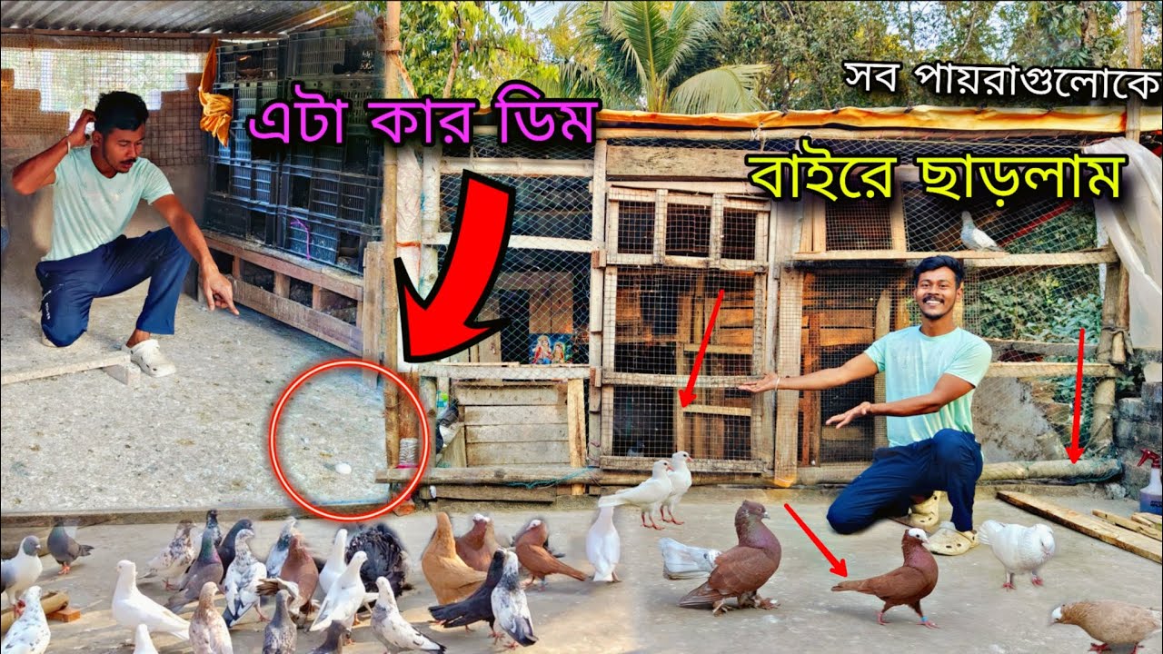 এটা কার ডিম 🤔 সব পায়রা বাইরে আসলো 🔥#myworld #petsvlog