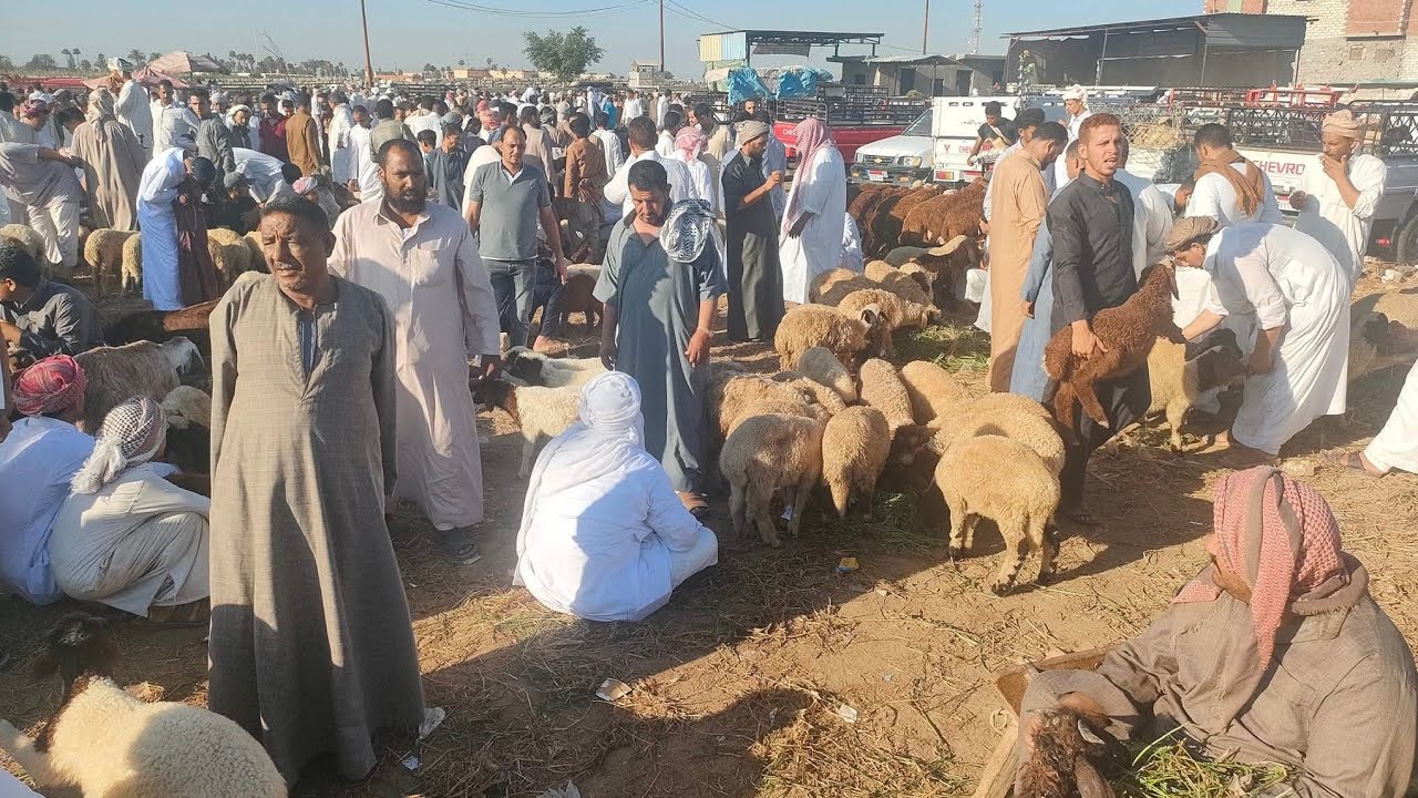 نسبة البروتين والطاقة الموجودة في مكونات عليقة تسمين الغنم والعجول. !!!!!!!😘
