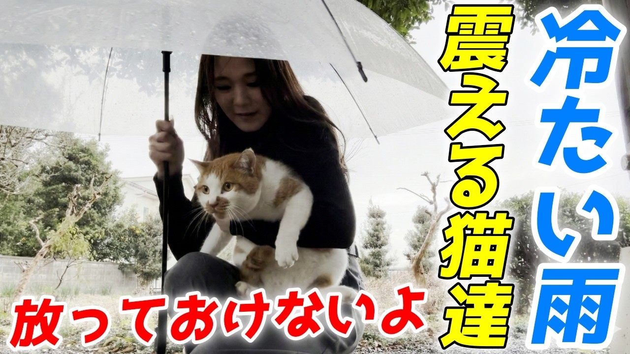冷たい雨に打たれ震えていた庭子猫達を捕まえて家の中で雨宿りしてもらいました！