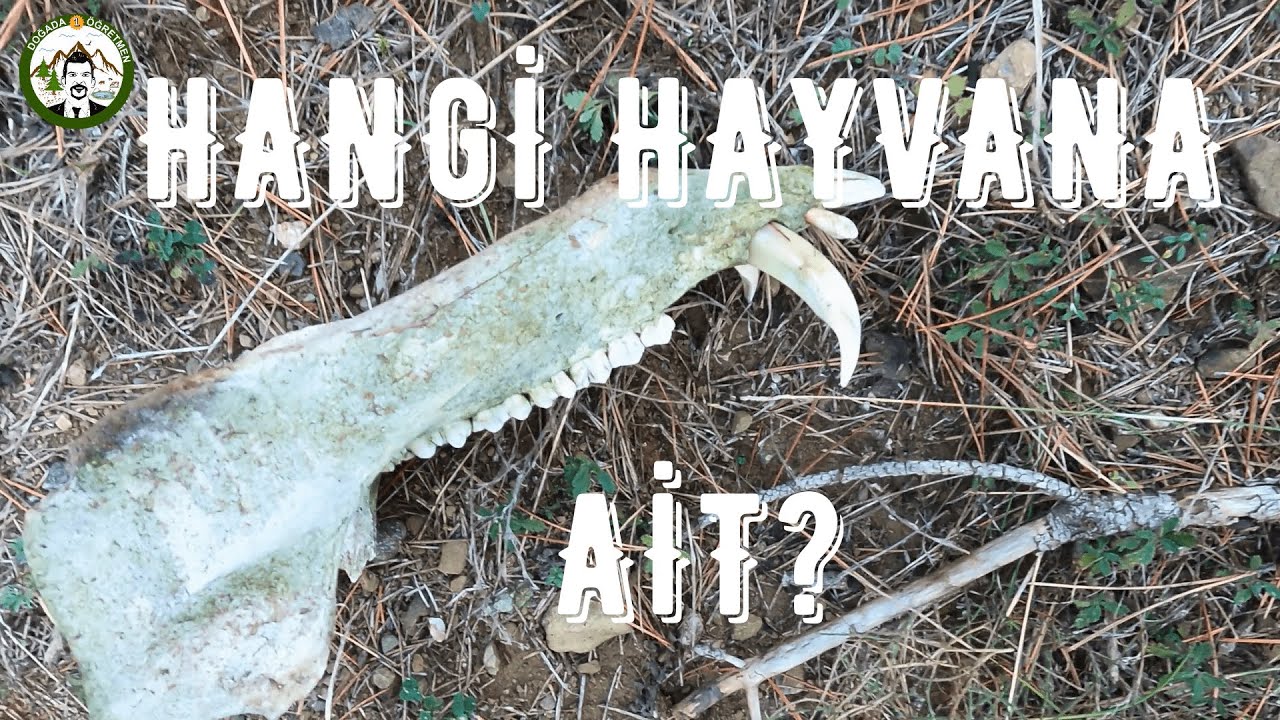 Kış Geldi Son Mantarları Annem İle Topladık Yabani Hayvan İskeleti ve Devasa Karınca Yuvası Bulduk