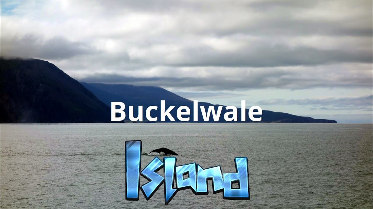 Buckelwale & Puffins in Húsavík - Island #13