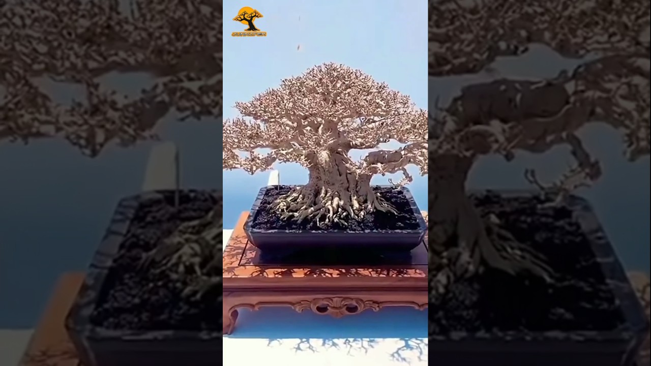 inspirasi bonsai anting putri super keren #bonsai