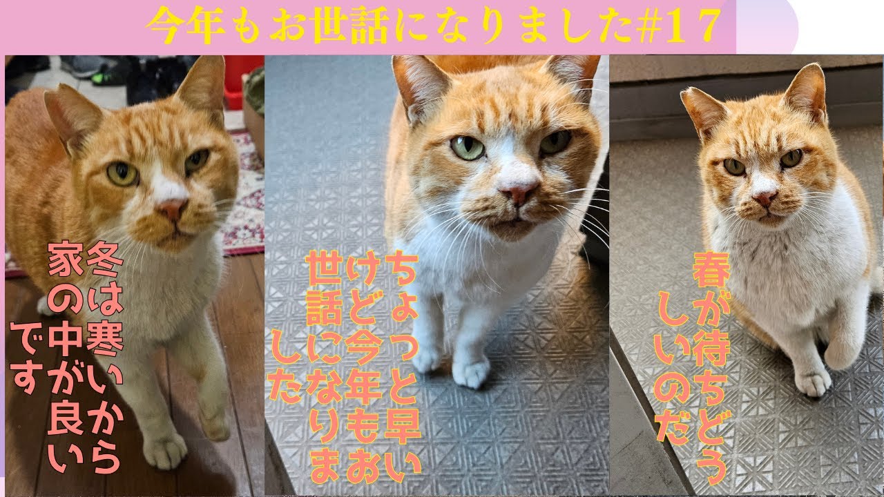 野良猫チャチャの物語,11 ‐ Clipchampで作成