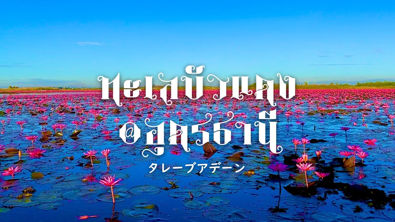 【ウドンターニー県】絶景！湖に浮かぶ美し過ぎる蓮の花｜タレーブアデーン