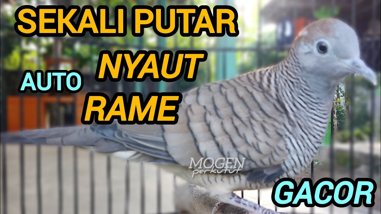 Perkutut Lokal Gacor Suara Ngeristal || Sekali Putar Auto Nyaut Rame 