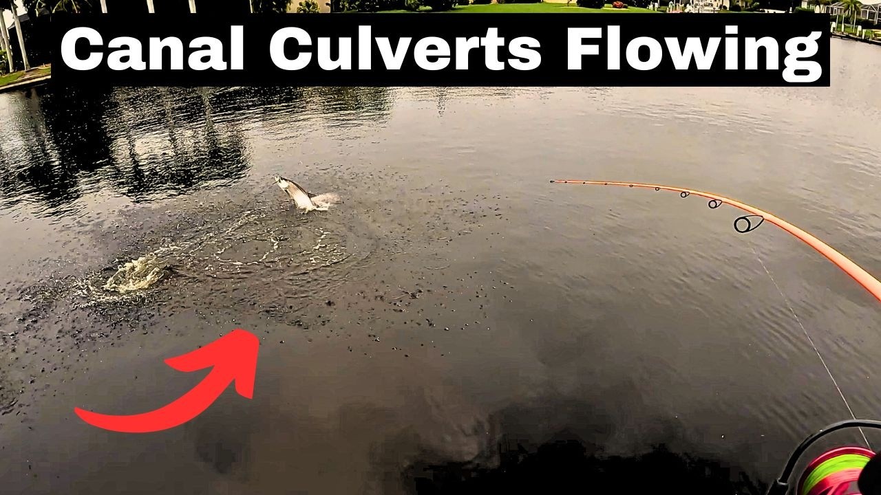 Fishing Punta Gorda Canals ahead of Hurricane - Tarpon filled Culverts! Charlotte Harbor Fisherman