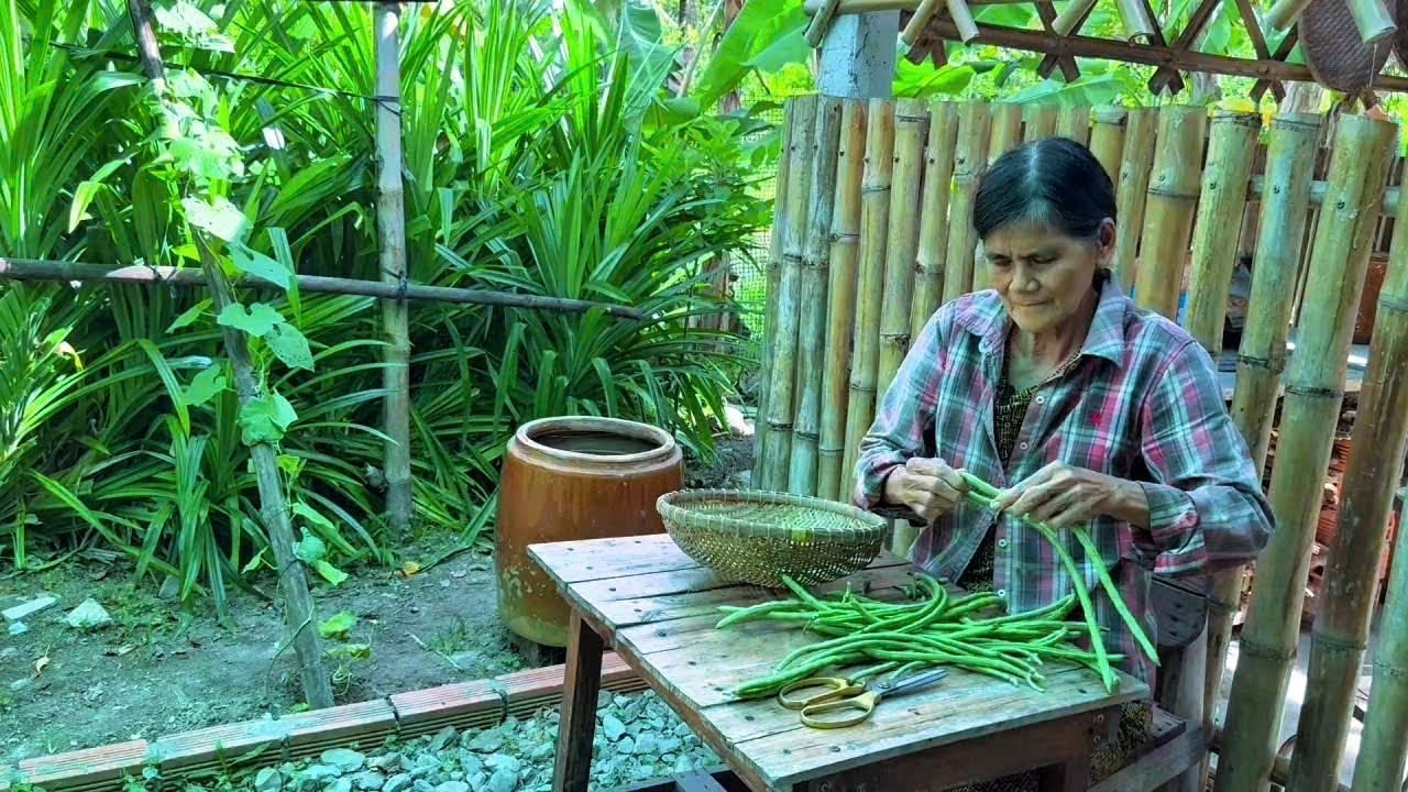 Hái đậu đũa ngoài vườn Mẹ nấu bữa cơm ngon.Cuộc sống thường ngày Mẹ con ở thôn quê | Quê Nhà Còn Mẹ 