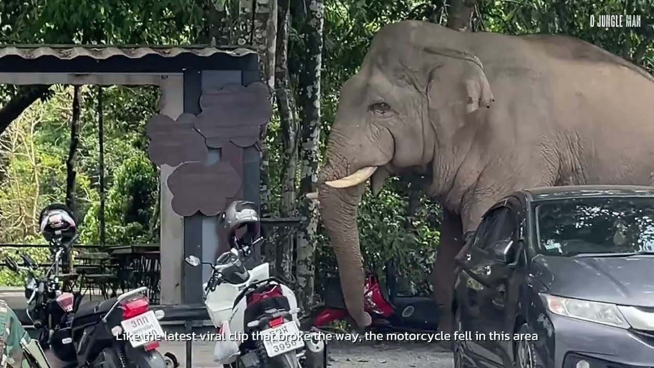 เขาใหญ่ในวันที่ไม่เจอช้าง