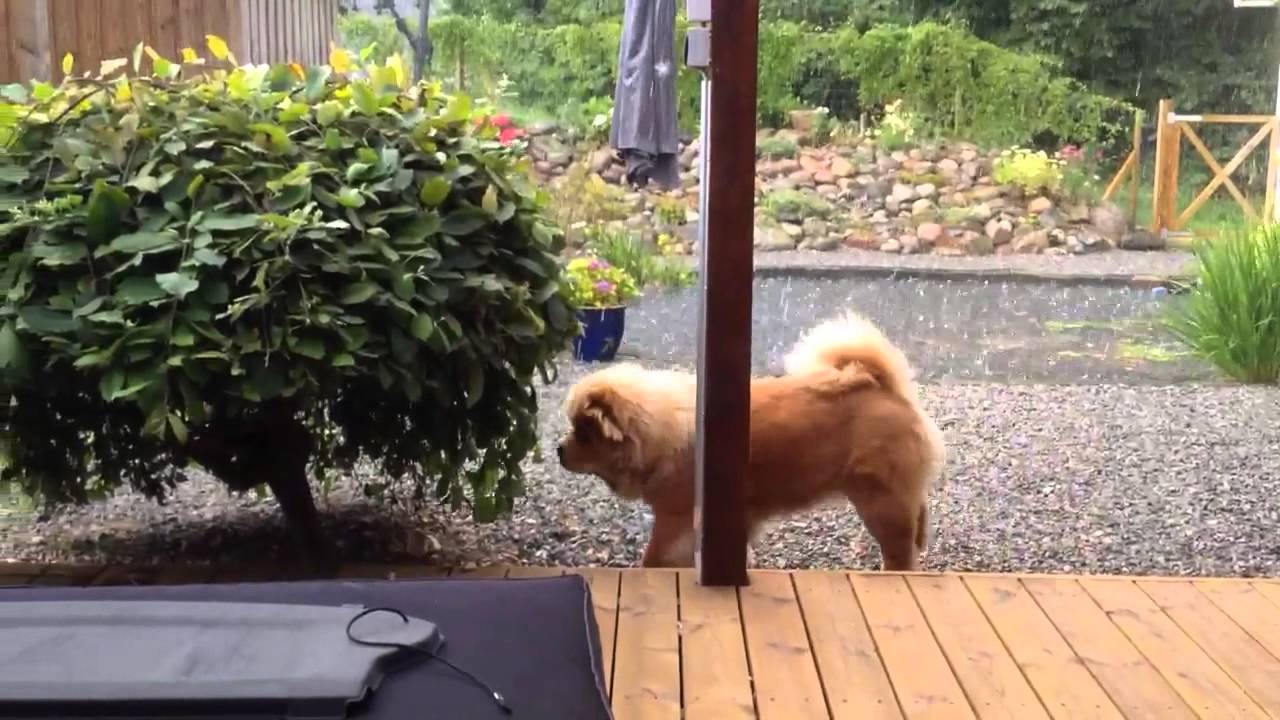 Samson og regnvejr