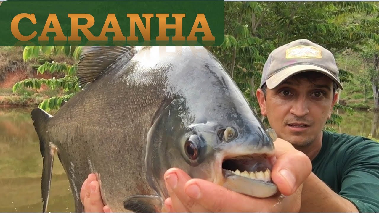 # 22 Peixe Caranha ou Pirapitinga do Norte.