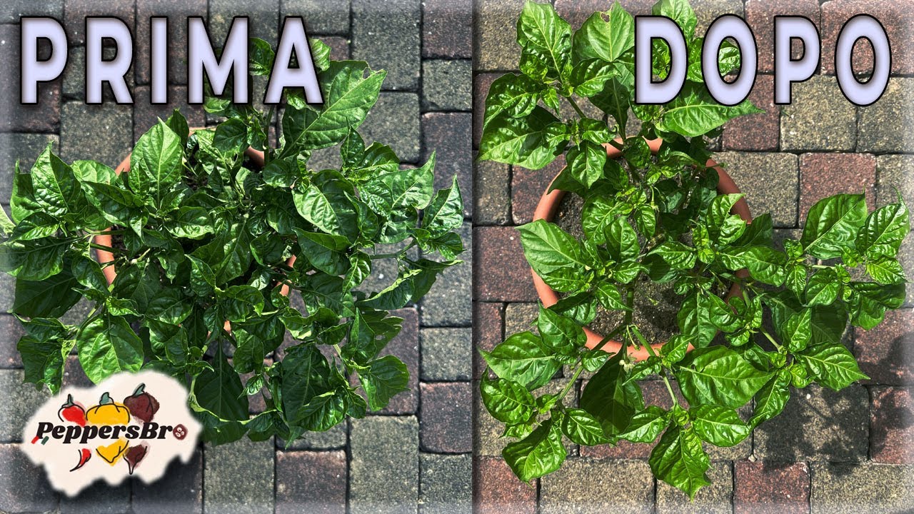 COME POTARE I PEPERONCINI: TECNICA AD ALBERELLO
