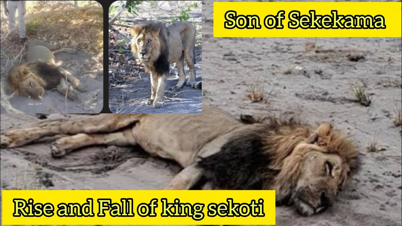 Fallen king of rising coalition of savuti . The sekoti story . Rise and fall of sekoti .