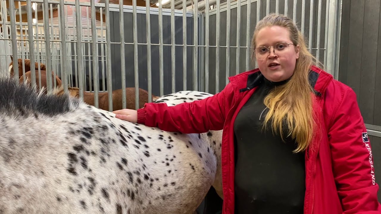 Hur gör man en foderstat för häst? Emelie Liljedahl visar på ponnyn Lulu.